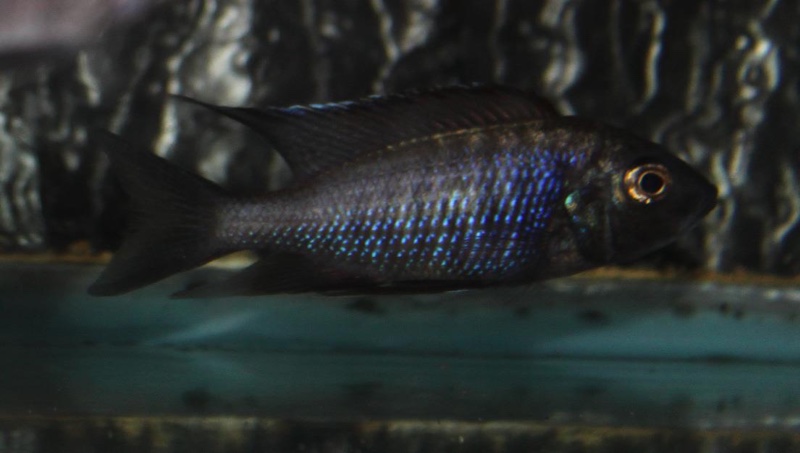 Copadichromis melas 'Mala Point'